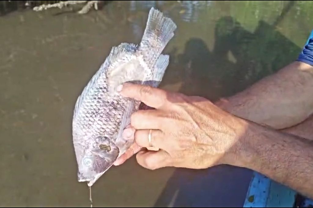 peixe_rio_ubu_leitor.jpg